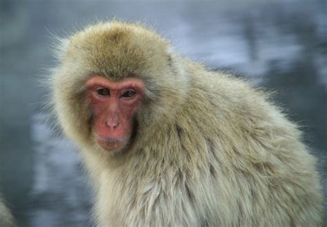 images nature  wildlife portrait mammal fauna