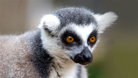 Ring-tailed lemur | San Diego Zoo Kids