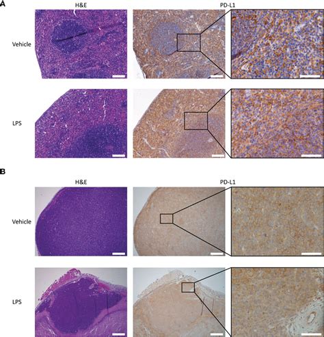 Frontiers Pd L Antibody Pharmacokinetics And Tumor Targeting In