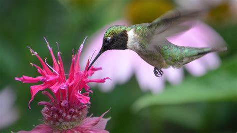 Attract Hummingbirds To Your Yard With This Vibrant Flower