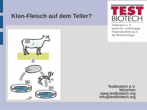 PDF Klon Fleisch Auf Dem Teller Testbiotech Org Gliederung