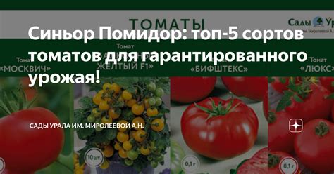 Синьор Помидор: топ-5 сортов томатов для гарантированного урожая ...