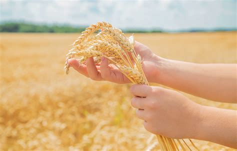 Inoculante Proporciona Mais Efici Ncia No Cultivo De Trigo