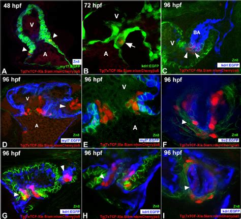 Expression Analysis Of The Tcfsiam Transgene In Wild Type Av Canal