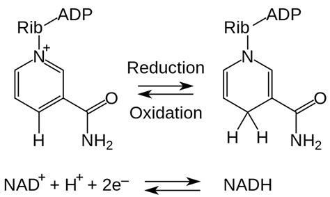 NADH Reviews - What Is The Function of NADH In Your Body