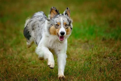 How Much Should Australian Shepherd Weigh Australian Shepherd Weight