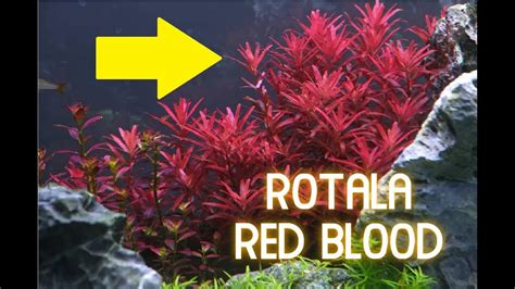 Cuidados De La Planta Rotala Red De Acuarios Youtube