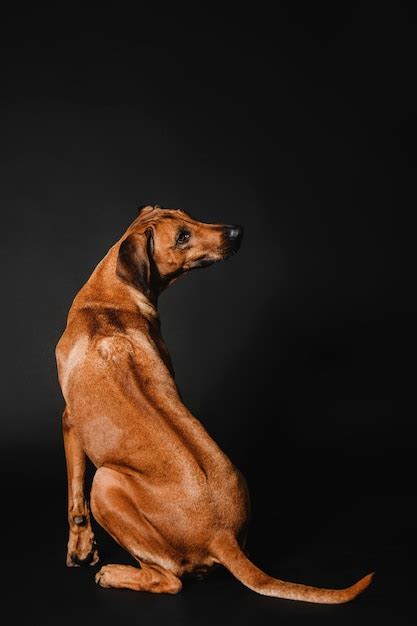 Belo Retrato De Cachorro Rhodesian Ridgeback Em Um Fundo Preto Foto