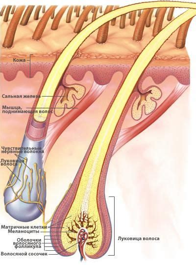 Structure Of Human Skin Cells Artofit