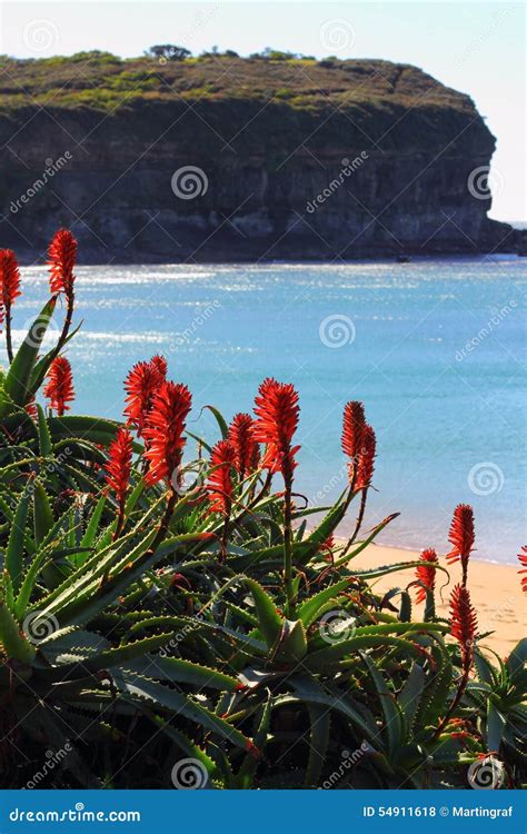 Tropical Plant Bloom In Coastal Landscape Stock Photo Image Of