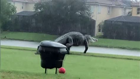 Watch TODAY Highlight: Massive alligator spotted walking across Florida ...