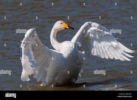 Singschwan Cygnus Cygnus European Whooper Swan Stock Photo Alamy