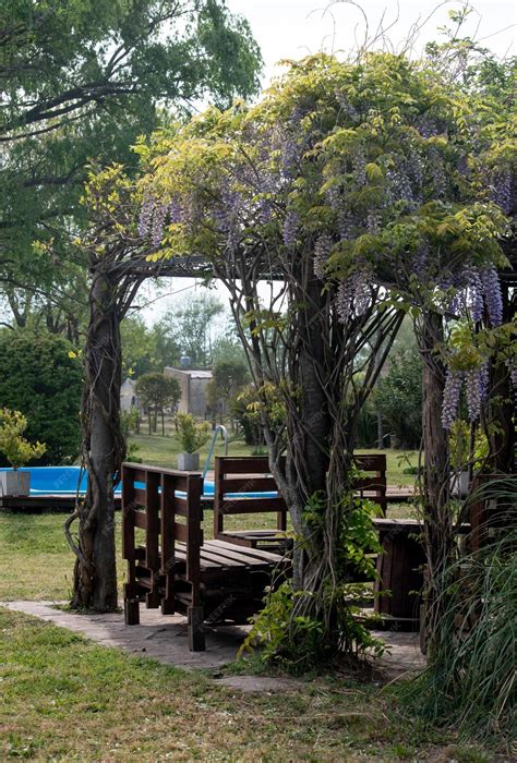 Premium Photo | Wisteria on the pergola of the country house