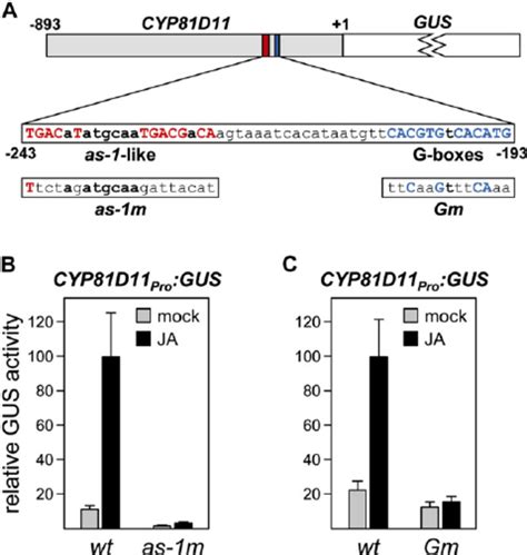 Tga And Myc2 Binding Motifs Are Essential For Cyp81d11 Promoter