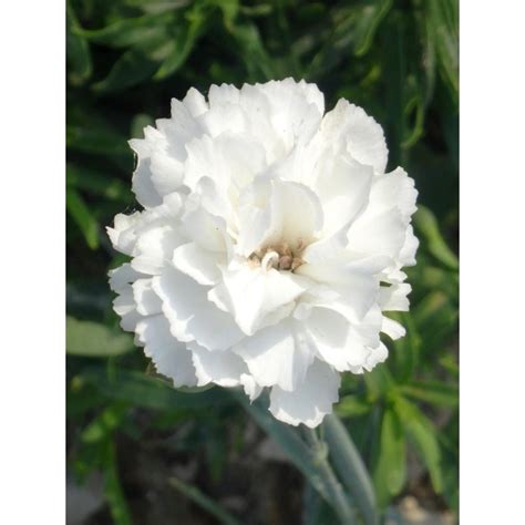 Dianthus Plumarius Devon Dove Oeillet Mignardise Aux Fleurs Doubles