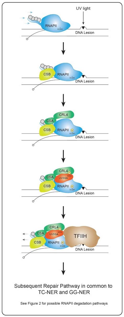 Model Of Transcription Coupled Recognition Of Dna Damage Stalling Of