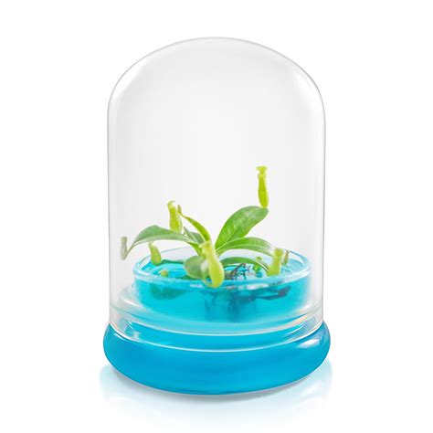 Miniature Pitcher Plant Terrarium, Nepenthes Tobaica, Hairy Pitfall Tr ...