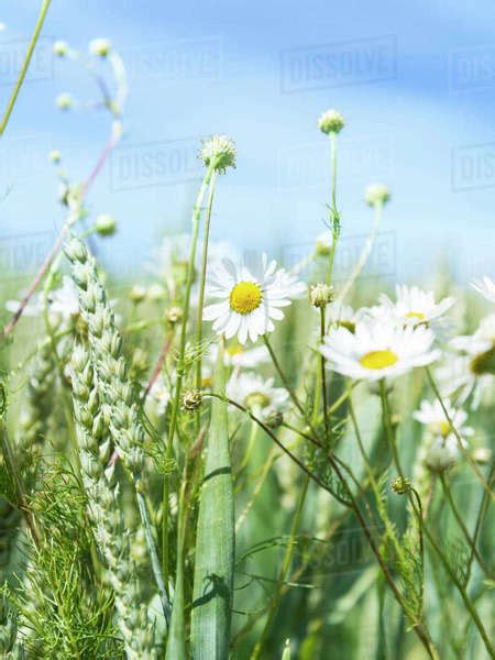 Chamomile In Wheat Field Stock Photo Dissolve