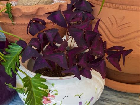 Planta De Trevo Roxo Oxalis Triangularis Em Um Pote Decorativo Fechado