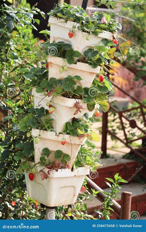 Strawberry Plant Grown In Pot At Home Garden Stock Photo Image Of