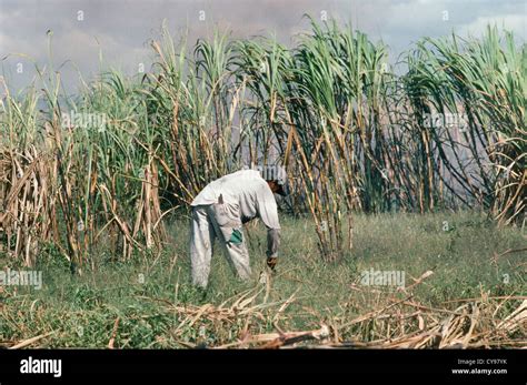 South America, Brazil, Amazonia, Saccharum officinarum, Sugar cane ...