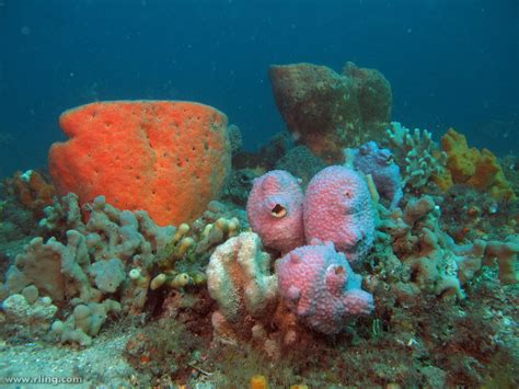 sponge garden colourful sponge garden  sea tulips pyu flickr