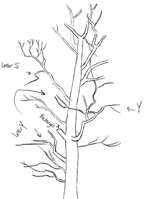 How To Draw Trees Drawing Realistic Trees In Simple Steps How To