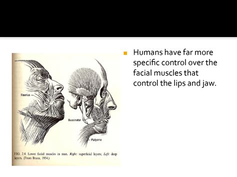 Solution Organs Of Speech Slideshare Studypool