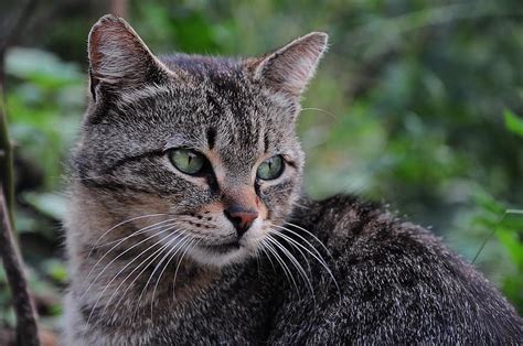 кішка, фотографії котів, котяче око, кошеня, тварини, природи, тварина ...