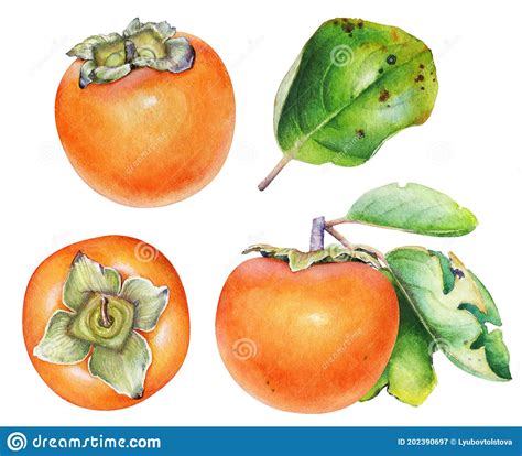 Ilustración Acuarela De Los Frutos Del Persimón Imagen de archivo