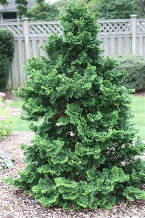 Hinoki Cypress Chamaecyparis Obtusa Bonsai Tree 10 Seeds