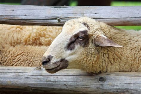 Sheep In The Corral Stock Image Image Of Wool Nature