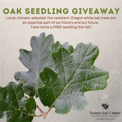 2023 Oregon Oak Seedling Giveaway - Tualatin Soil and Water ...