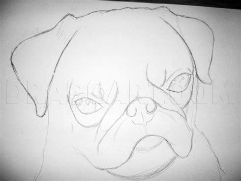 How To Draw A Realistic Pug, Step by Step, Drawing Guide, by DuskEyes969 | Sketches, Animal ...