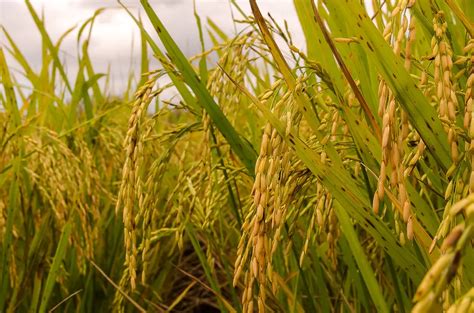 Como Chama A Cultura Do Arroz Morfologia Do Arroz Mundo Ecologia