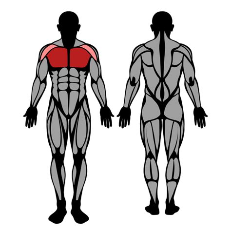 Pec Deck: Muscles Worked & Technique – StrengthLog