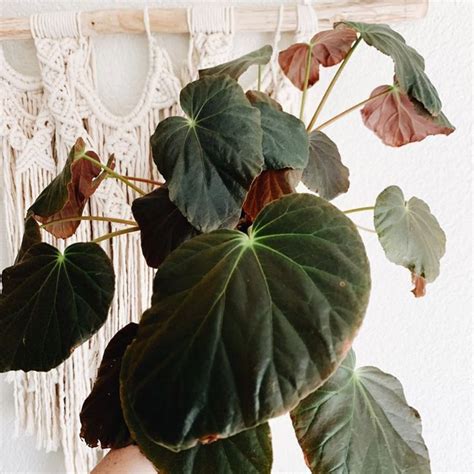 Begonia Pavonina Transformation Pictures