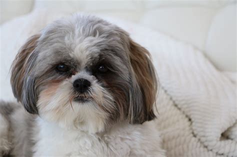 Guía completa de la raza de perro Shih Tzu Las Almenas