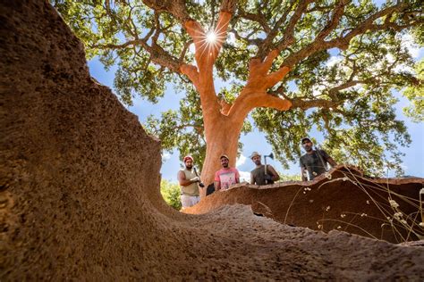 Cork Harvesting — Natural Cork Council