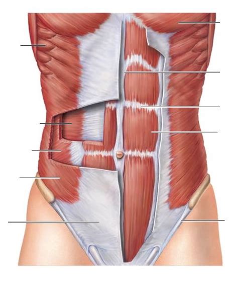 Muscles Cont Diagram Quizlet