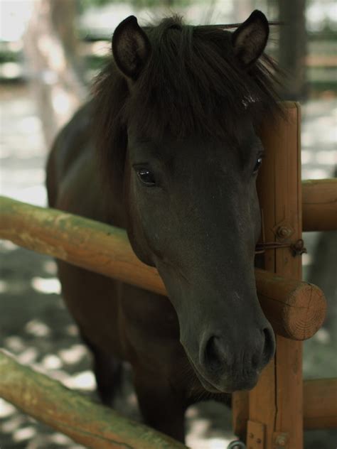 馬の豆知識 馬の種類（日本在来馬）｜みんなの乗馬