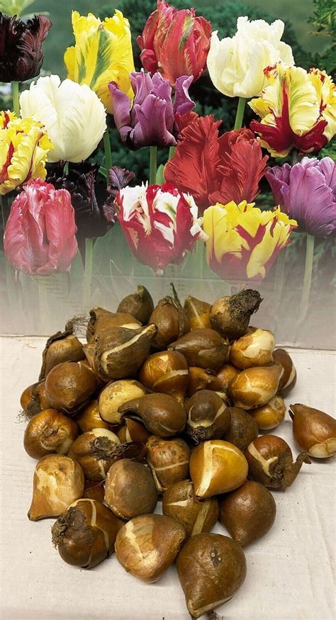 1 500 Mixed Parrot Tulip Bulbs Exotic Colours Hardy Spring Garden