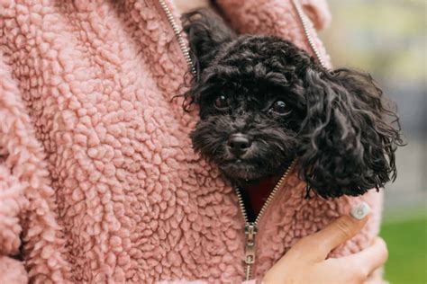 Black Toy Poodle: An Honest Guide To The Tiny Teddy Bear Dog