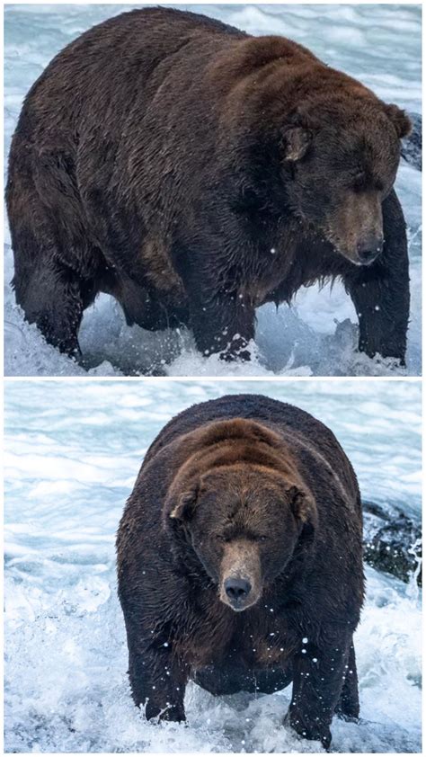 Bear '747' has claimed victory in Katmai National Park's annual 'Fat ...