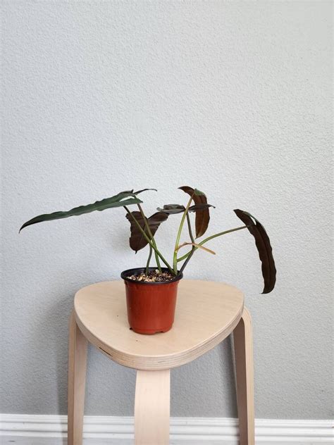 Philodendron BILLIETIAE X ATABAPOENSE ESTABLISHED Rooted Etsy