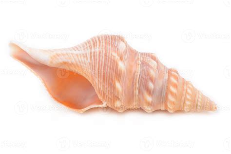 Sea Shells Isolated On White Background 910448 Stock Photo At Vecteezy