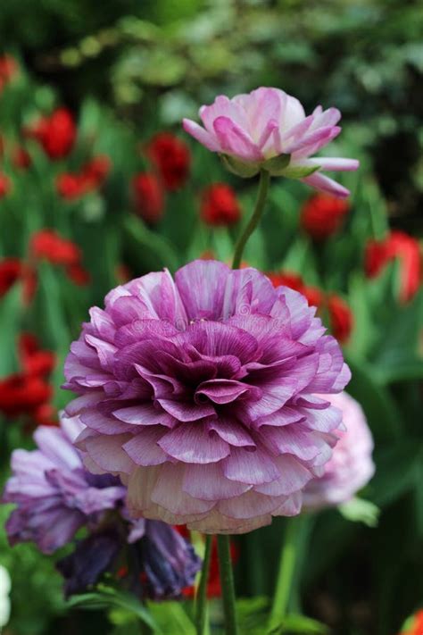 A Purple Ranunculus Flower Blooming In A Garden Stock Photo Image Of