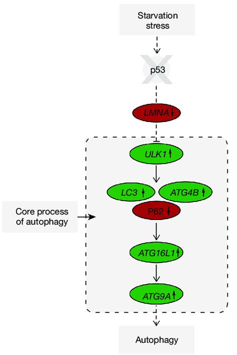 Schematic Pathway Showing The Negative Regulation Of Autophagy By P53 Download Scientific