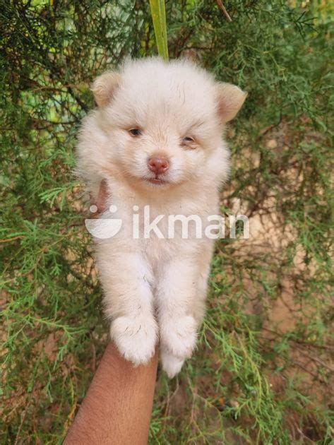 Lion Pomeranian Puppies For Sale In Jaffna City Ikman