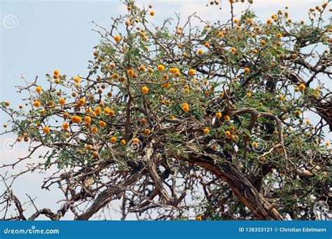 Camel Thorn Tree Vachellia Erioloba Acacia Erioloba Sossusvlei